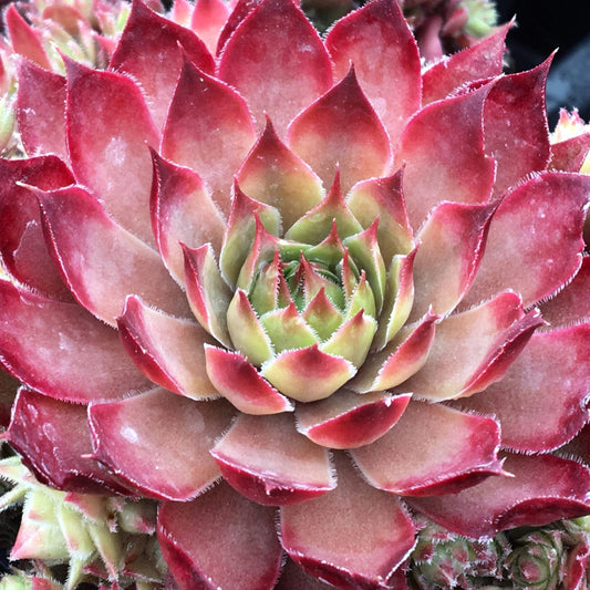 Chick Charms® Butterscotch Baby™ Hens & Chicks (Sempervivum) - Photo Courtesy of Garden Solutions