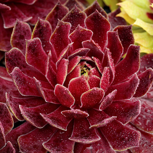Chick Charms® Candied Apple Hens & Chicks (Sempervivum) - Photo Courtesy of Garden Solutions