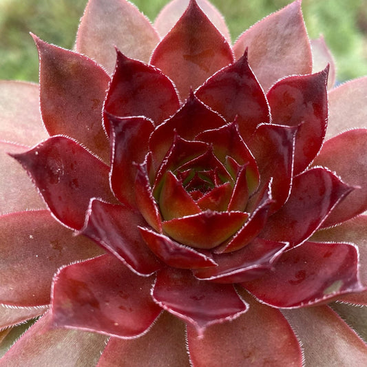 Close-up of Chick Charms® Cherries Jubilee™ Hens & Chicks (Sempervivum), a drought-tolerant perennial with pointed, fleshy leaves in a rosette pattern, showcasing water droplets and a subtle red-green color gradient - Photo Courtesy of Garden Solutions.
