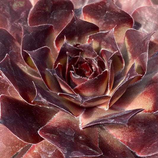 Chick Charms® Choco -Latte Hens & Chicks (Sempervivum) - Photo Courtesy of Garden Solutions