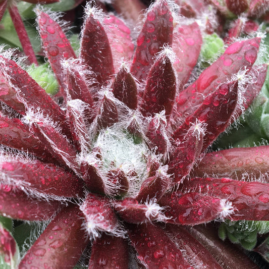 Chick Charms® Cosmic Candy™ Hens & Chicks (Sempervivum) - Photo Courtesy of Garden Solutions
