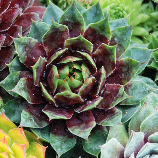 A close-up of Chick Charms® Cranberry Cocktail™ Hens & Chicks (Sempervivum) shows its pointed, layered leaves—green at the center, dark red-purple at the tips—surrounded by other drought-tolerant perennial succulents in green hues - Photo Courtesy of Garden Solutions.