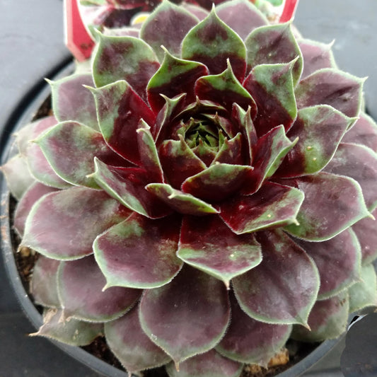 Chick Charms® Cranberry Cocktail™ Hens & Chicks (Sempervivum) - Photo Property of Garden Crossings LLC