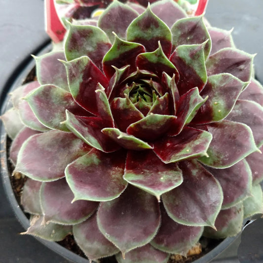 A top-down close-up of Chick Charms® Cranberry Cocktail™ Hens & Chicks (Sempervivum) shows thick, pointed leaves forming a rosette. Green edges fade into deep burgundy at the center. This drought-tolerant perennial is in a sleek black pot - Photo Courtesy of Garden Solutions.