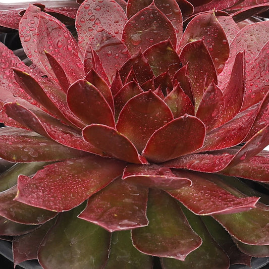 Chick Charms® Giant Copper Canyon Hens & Chicks (Sempervivum) - Photo Courtesy of Garden Solutions