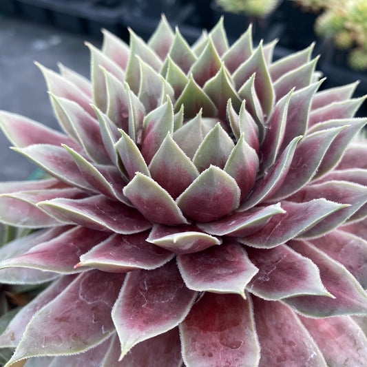 Chick Charms® Giant Glacier Blue Hens & Chicks (Sempervivum) - Photo Courtesy of Garden Solutions