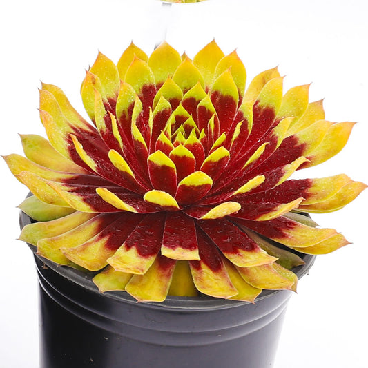 A close-up of a Chick Charms® Giant Gold Mine Hens & Chicks (Sempervivum) potted succulent, an evergreen perennial with pointed leaves—greenish-yellow tips and deep red centers—forming a striking rosette against a white background - Photo Courtesy of Garden Solutions. Decorative pot not included.