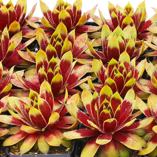 A close-up of Chick Charms® Giant Gold Mine Hens & Chicks (Sempervivum) succulents with red-centered, yellow-green pointed leaves arranged in neat rows and sprinkled with water droplets - Photo Courtesy of Garden Solutions.