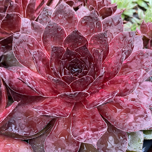 Chick Charms® Giant Maroon Mountain Hens & Chicks (Sempervivum) - Photo Courtesy of Garden Solutions