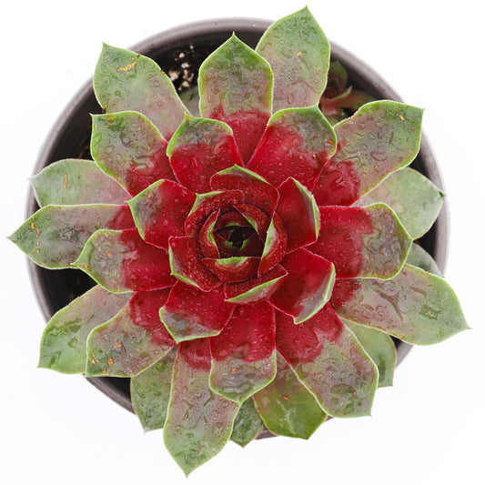 Top-down view of Chick Charms® Giant Steel Appeal Hens & Chicks (Sempervivum) in a pot, showing green leaves with vibrant red centers and water droplets - Photo Courtesy of Garden Solutions. Decorative pot not included.