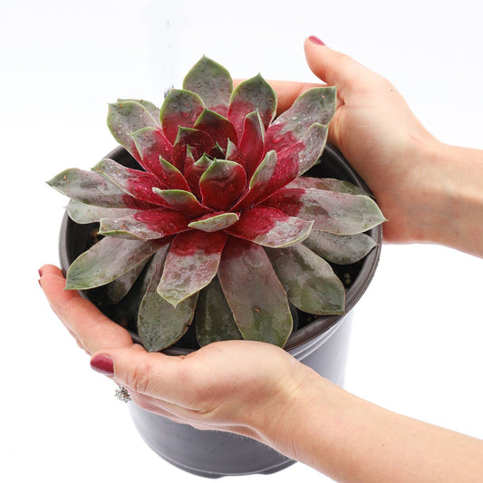 Two hands gently hold a black pot with a Chick Charms® Giant Steel Appeal Hens & Chicks (Sempervivum), an evergreen perennial featuring green and deep red leaves, set against a white background - Photo Courtesy of Garden Solutions. Decorative pot not included.