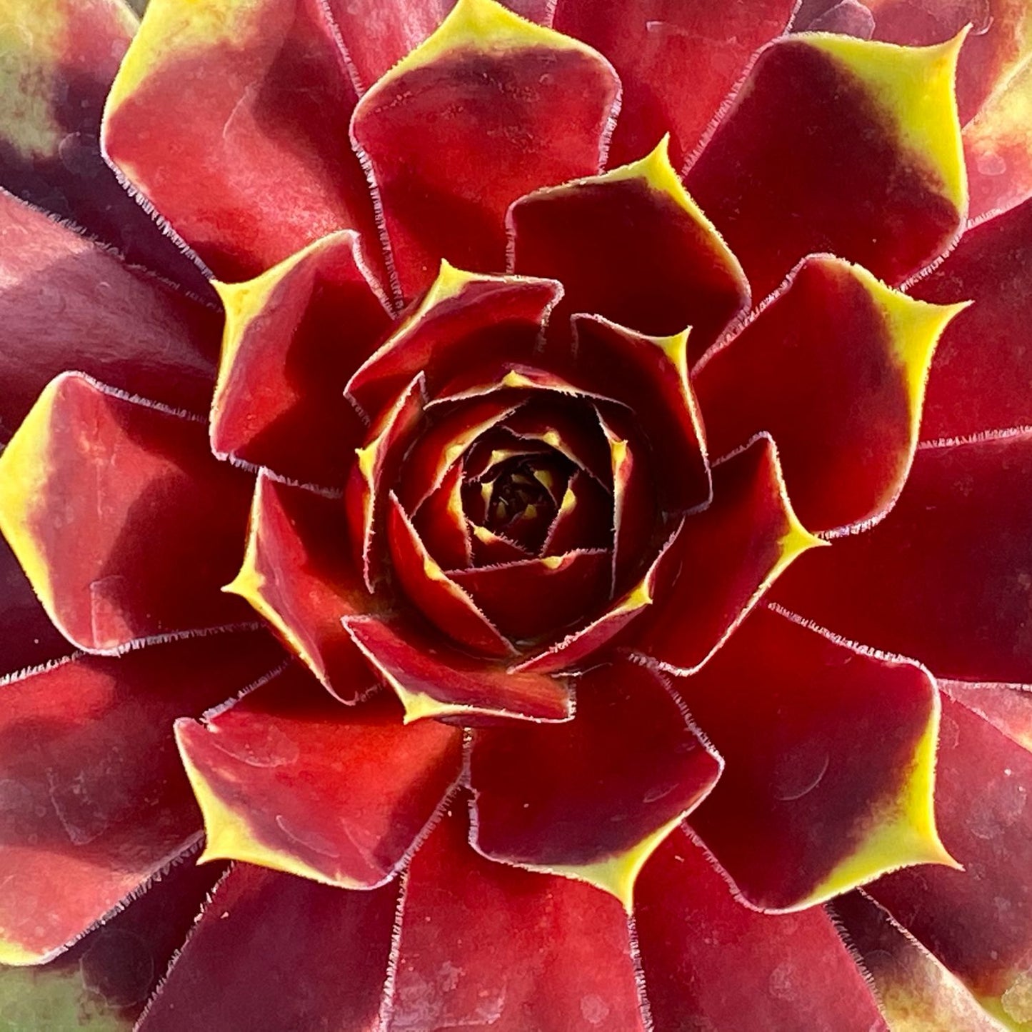 Close-up of Chick Charms® Gold Crown Hens & Chicks (Sempervivum), a drought-tolerant perennial with red, yellow-tipped leaves in a symmetrical spiral - Photo Courtesy of Garden Solutions.