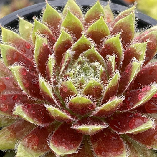 Close-up of drought-tolerant Chick Charms® Gold Dust Hens & Chicks (Sempervivum) with red and green pointed leaves, fine white hairs, water droplets, and a dense, symmetrical rosette pattern - Photo Courtesy of Garden Solutions.