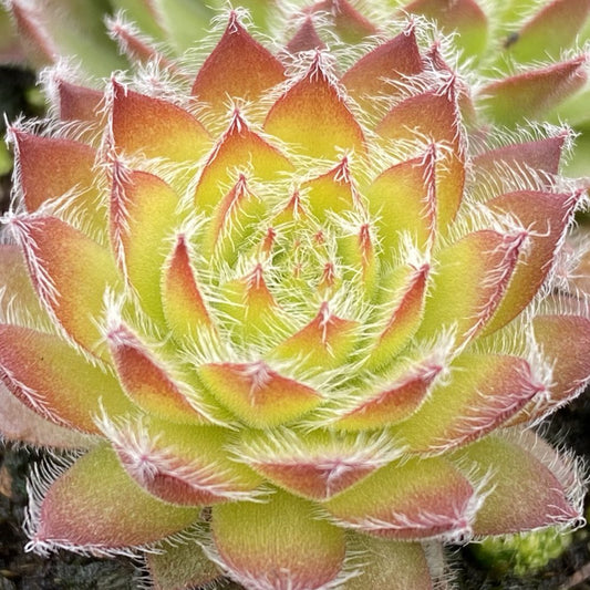 Chick Charms® Gold Dust Hens & Chicks (Sempervivum) - Photo Courtesy of Garden Solutions