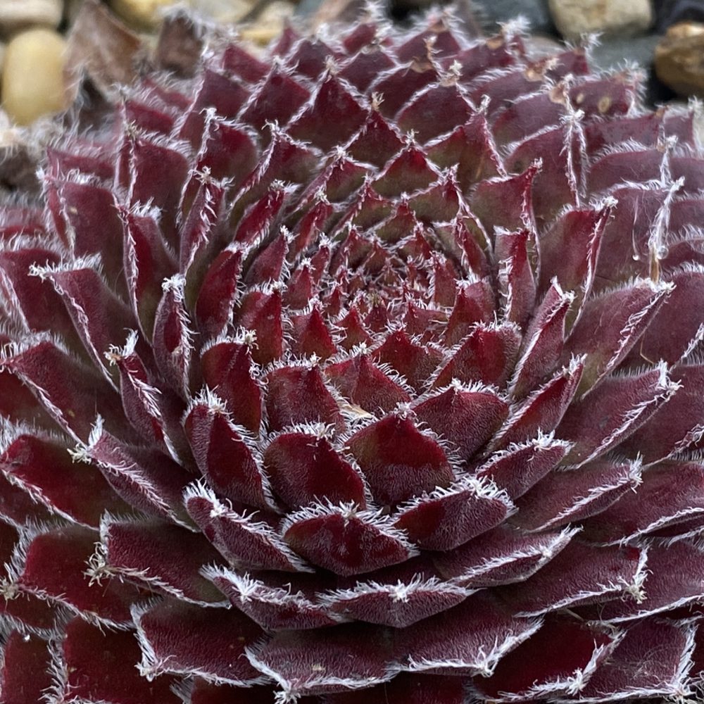 Chick Charms® Gold Dust Hens & Chicks (Sempervivum) - Photo Courtesy of Garden Solutions