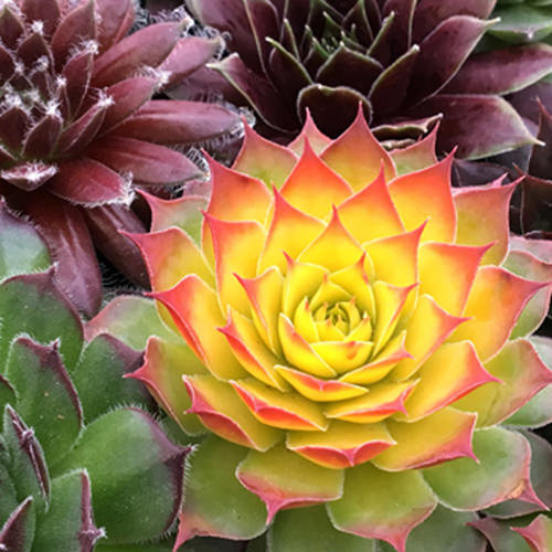 Close-up of rosette-shaped Chick Charms® Gold Nugget Hens & Chicks (Sempervivum), a drought-tolerant perennial with yellow and orange pointed leaves, surrounded by other Chick Charms® succulents in green and purple - Photo Courtesy of Garden Solutions.
