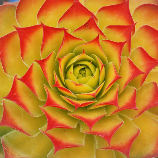 Close-up of Chick Charms® Gold Nugget Hens & Chicks (Sempervivum), a perennial with pointed, yellow-green leaves tipped red, arranged in a spiral - Photo Courtesy of Garden Solutions.