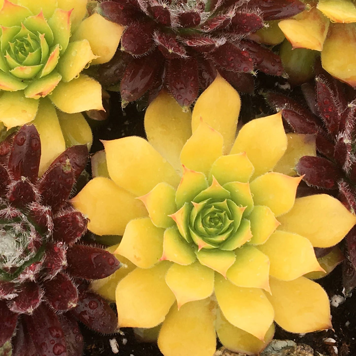 Close-up of Chick Charms® Gold Nugget Hens & Chicks (Sempervivum); vibrant yellow-green leaves glisten with water droplets next to dark red leaves of another Chick Charm - Photo Courtesy of Garden Solutions.