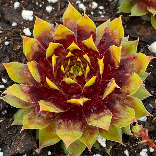 Close-up of Chick Charms® Gold Rush Hens & Chicks (Sempervivum), a drought-tolerant, evergreen succulent with pointed green-tipped, deep red leaves, growing in dark soil speckled with small white particles - Photo Courtesy of Garden Solutions.
