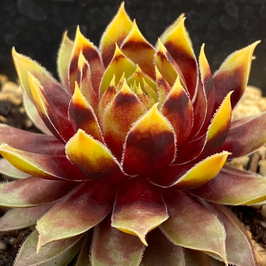 A close-up of Chick Charms® Gold Rush Hens & Chicks (Sempervivum), a drought-tolerant succulent with pointed leaves—dark red centers, greenish edges, yellow tips—forming striking rosettes against a blurred backdrop - Photo Courtesy of Garden Solutions.
