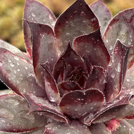 Close-up of Chick Charms® Grape Galaxy™ Hens & Chicks (Sempervivum), a hardy succulent with dark purple, pointed leaves adorned with water droplets, textures highlighted against a softly blurred background - Photo Courtesy of Garden Solutions.
