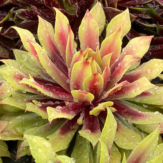 Chick Charms® Lemon Waves Hens & Chicks (Sempervivum) - Photo Courtesy of Garden Solutions