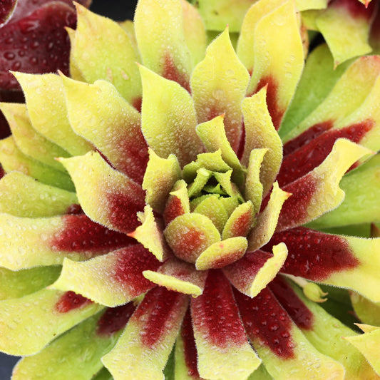 Close-up of Chick Charms® Lemon Waves Hens & Chicks (Sempervivum), a drought-tolerant succulent with pointed leaves—yellow-green at the tips and deep red at the base—adorned with tiny water droplets - Photo Courtesy of Garden Solutions