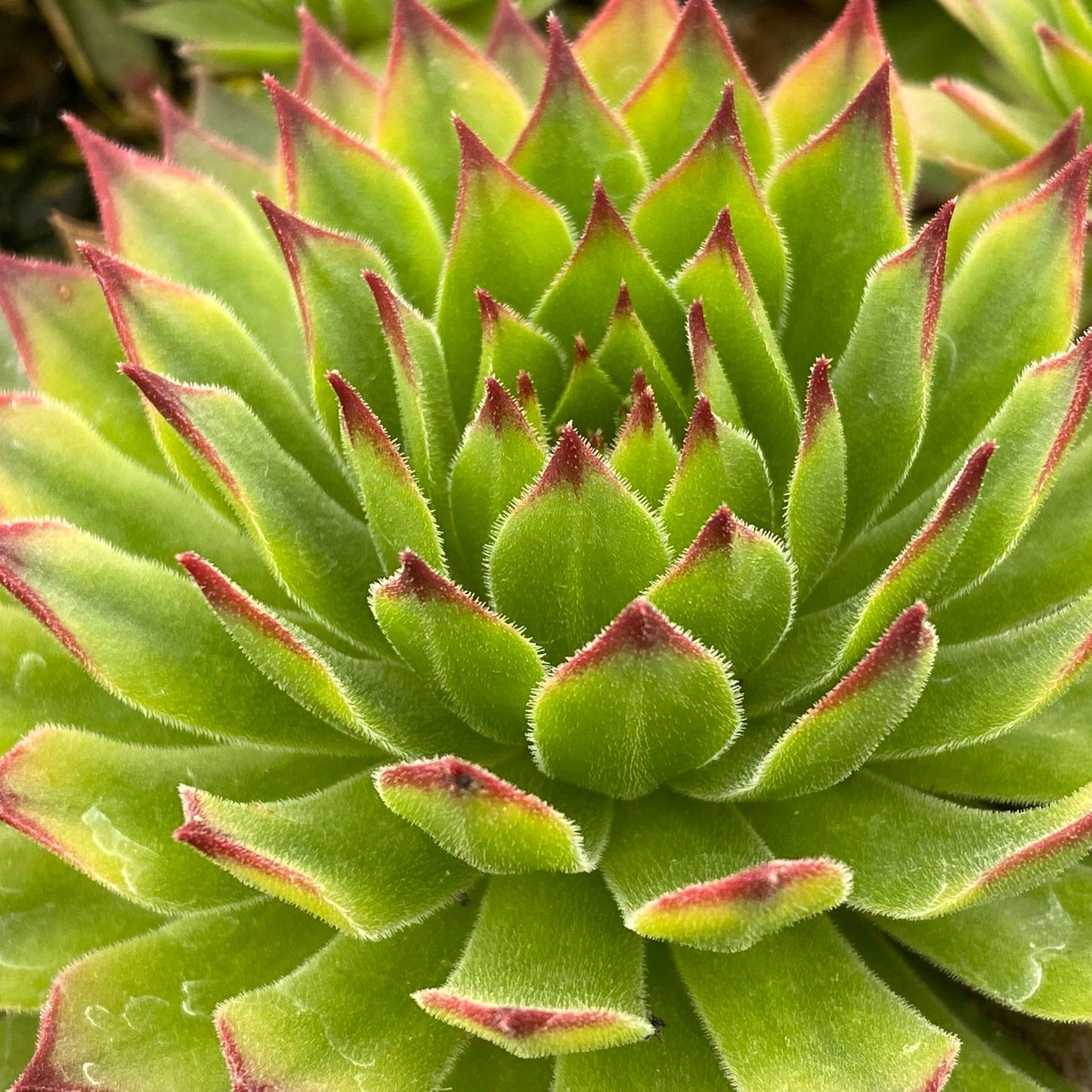 Close-up of Chick Charms® Mint Chocolate Chip Hens & Chicks (Sempervivum), a drought-tolerant perennial succulent with green, red-tipped leaves in a spiral rosette - Photo Courtesy of Garden Solutions