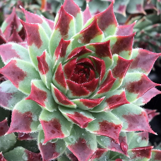 Close-up of Chick Charms® Mint Marvel™ Hens & Chicks (Sempervivum), a drought-tolerant perennial succulent with pointed, fleshy green leaves edged in red and arranged in a rosette. Water droplets glisten on the foliage - Photo Courtesy of Garden Solutions