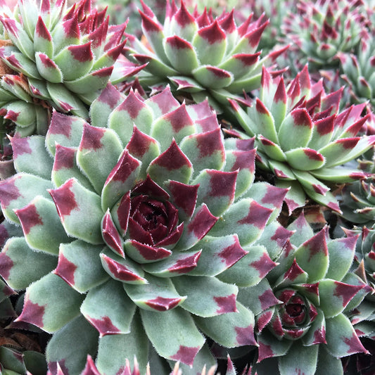Close-up of Chick Charms® Mint Marvel™ Hens & Chicks (Sempervivum), a drought-tolerant perennial succulent with rosettes of pointed green leaves tipped in deep red, creating an intricate, richly textured display - Photo Courtesy of Garden Solutions