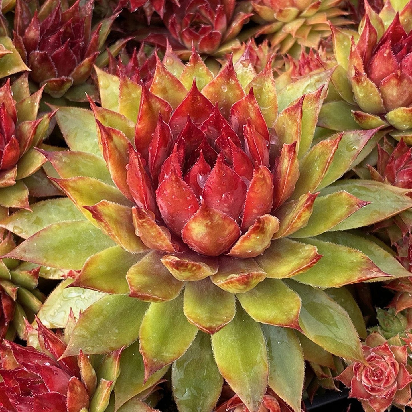 A close-up of the vibrant Chick Charms® Pineapple Paradise™ Hens & Chicks (Sempervivum) shows its spiky red-to-green leaves, with other colorful succulents in the background - Photo Courtesy of Garden Solutions