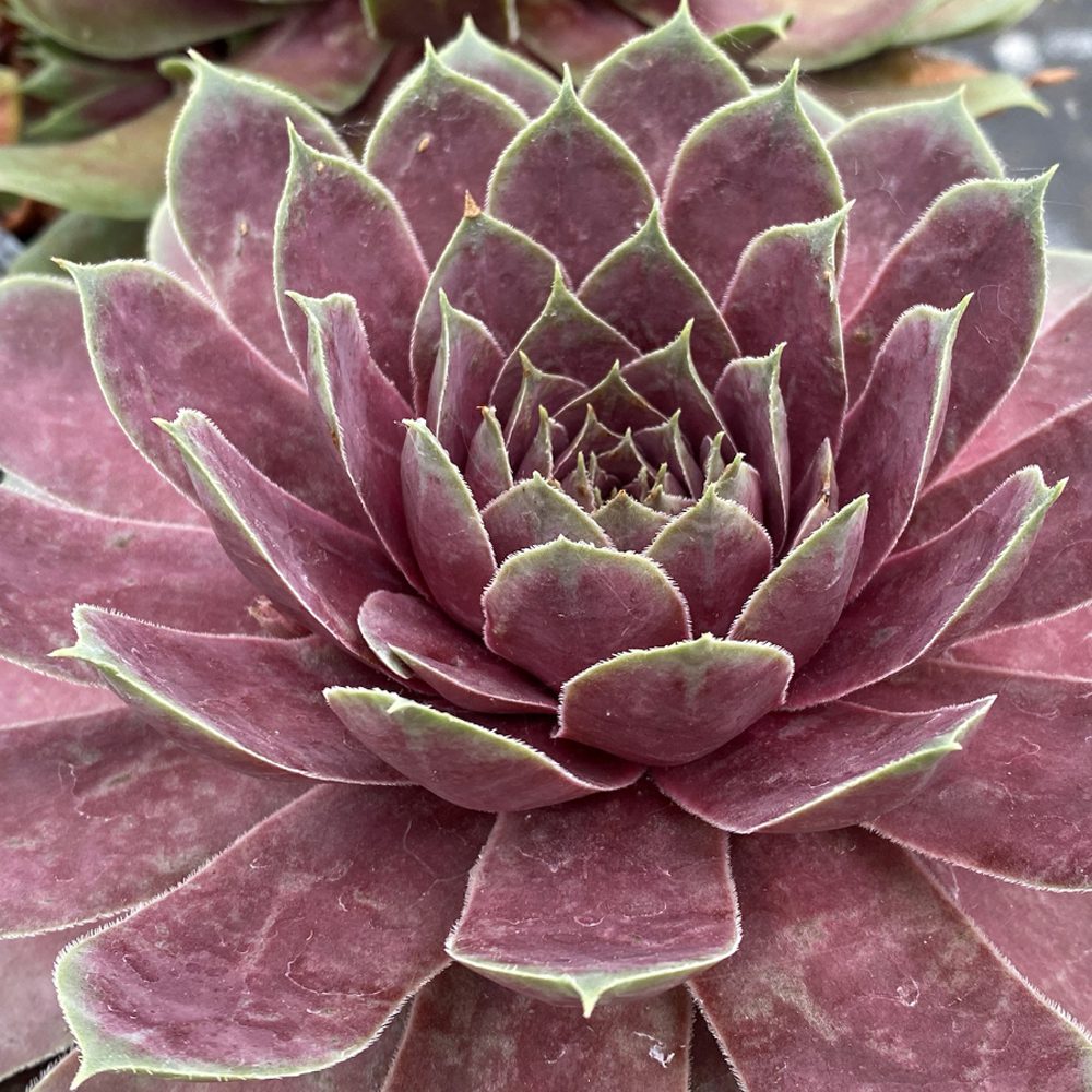 Close-up of Chick Charms® Giant Pink Sapphire Hens & Chicks (Sempervivum), a drought-tolerant succulent with thick, pointed leaves edged in green and arranged in a vibrant rosette - Photo Courtesy of Garden Solutions.