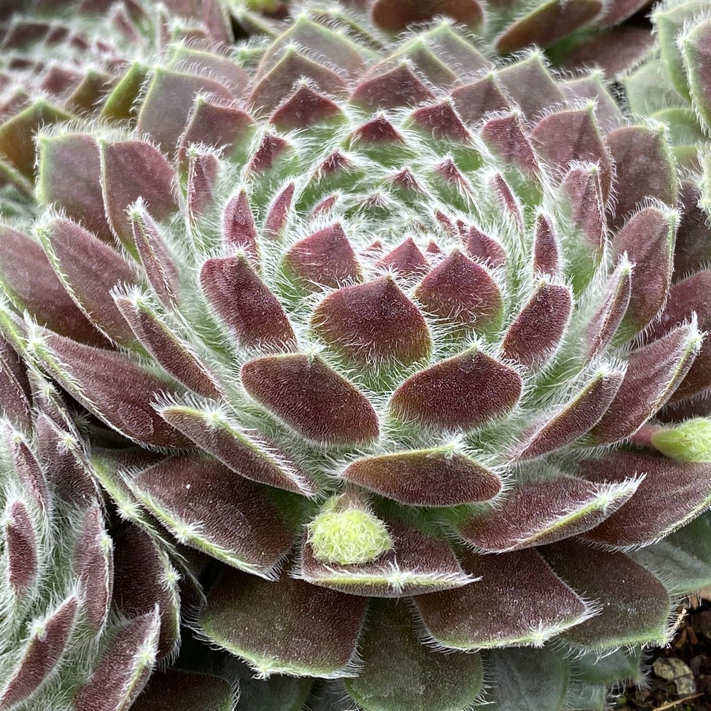 Close-up of Chick Charms® Powdered Pastry Hens & Chicks (Sempervivum), a drought-tolerant perennial with pointed, overlapping green leaves tipped with red and covered in delicate white fuzz - Photo Courtesy of Garden Solutions