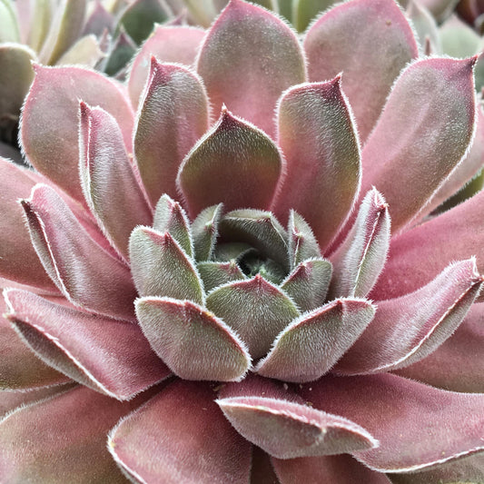 Chick Charms® Silver Suede™ Hens & Chicks (Sempervivum) - Photo Courtesy of Garden Solutions