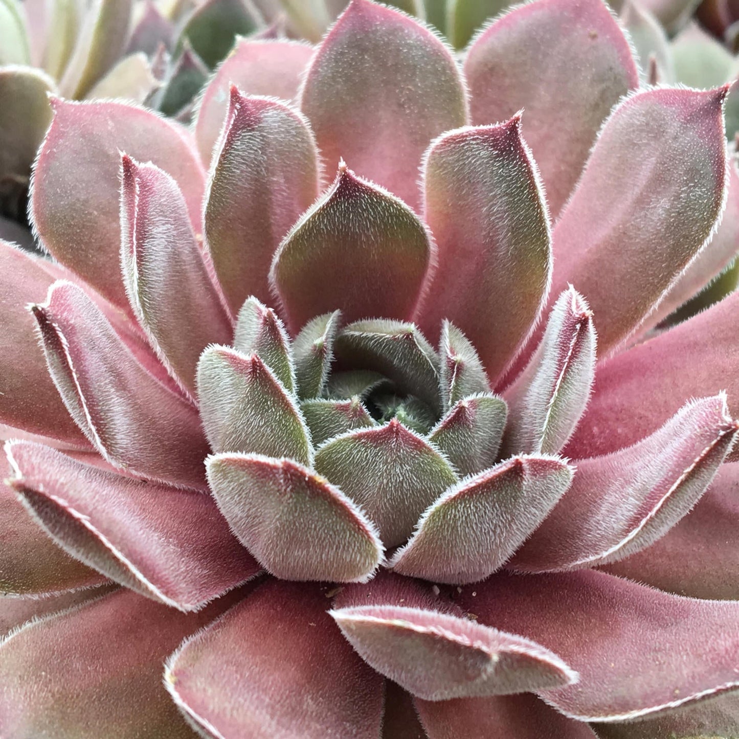 Close-up of Chick Charms® Silver Suede™ Hens & Chicks (Sempervivum) showing fleshy, pointed pink and green leaves with a soft, velvety texture - Photo Courtesy of Garden Solutions