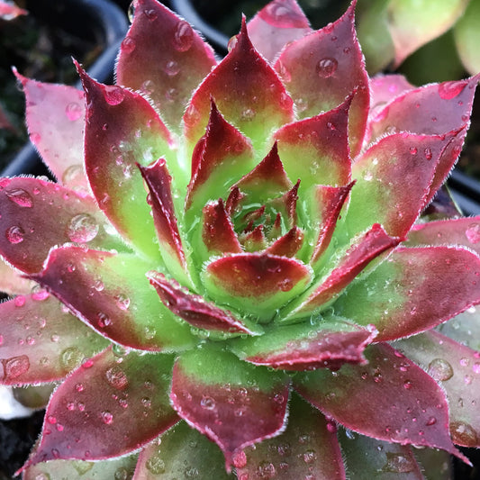 Chick Charms® Strawberry Kiwi™ Hens & Chicks (Sempervivum) - Photo Courtesy of Garden Solutions