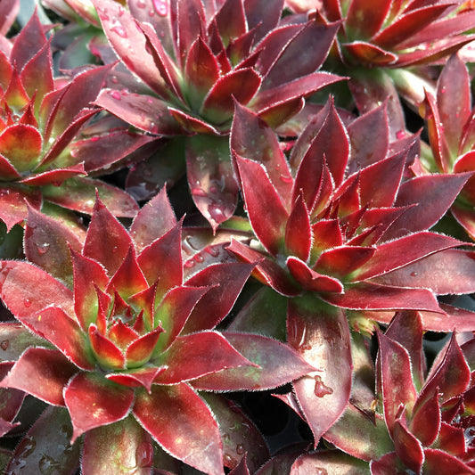 Close-up of Chick Charms® Strawberry Kiwi™ Hens & Chicks (Sempervivum) showing reddish-green pointed leaves with green edges and water droplets - Photo Courtesy of Garden Solutions