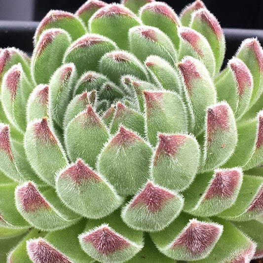 Close-up of Chick Charms® Sugar Shimmer™ Hens & Chicks (Sempervivum) with thick, pointed, drought-tolerant leaves tipped in reddish-pink and covered in fine white fuzz, arranged in a circular rosette - Photo Courtesy of Garden Solutions