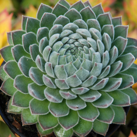 Chick Charms® Sugar Shimmer™ Hens & Chicks (Sempervivum) - Photo Courtesy of Garden Solutions