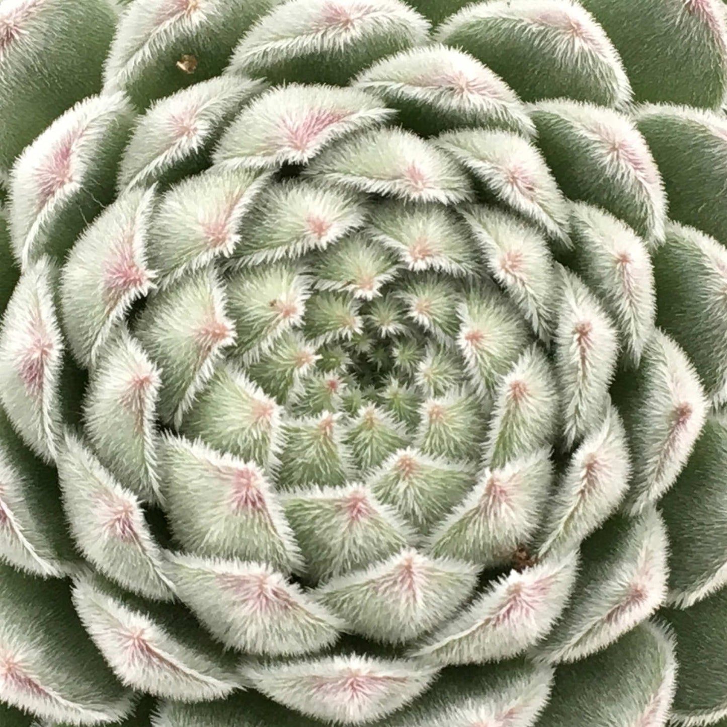 Close-up of Chick Charms® Sugar Shimmer™ Hens & Chicks (Sempervivum), a drought-tolerant perennial with pale green leaves edged in soft white and pink, forming a striking geometric rosette - Photo Courtesy of Garden Solutions