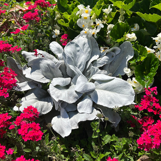 Angel Wings Sea Cabbage (Senecio) - Photo Property of Garden Crossings LLC