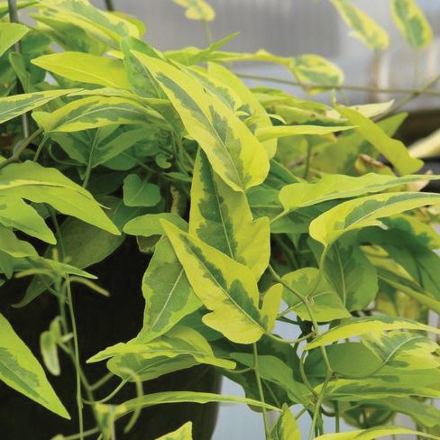 The Yellow Zebra Solanum displays healthy, variegated green and yellow leaves under soft natural light, with dense, overlapping foliage for a lush look - Photo Courtesy of Mast Young Plants.