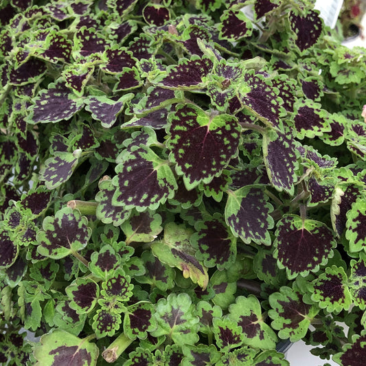 Colorblaze® Chocolate Drop Coleus features trailing foliage with green-edged, deep burgundy centers, serrated margins, and a striking mix of light and dark patterns - Photo Property of Garden Crossings LLC.