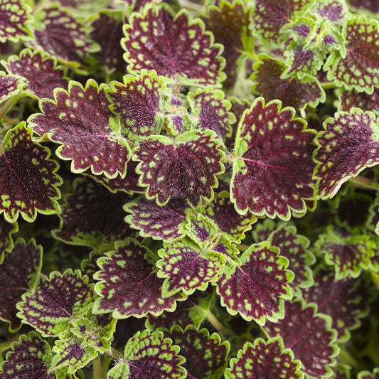 Close-up of Colorblaze® Chocolate Drop Coleus shows trailing leaves with jagged edges, deep burgundy centers, and green-yellow borders. The dense foliage is vibrantly colored and very eye-catching - Photo Courtesy of Proven Winners, Inc.