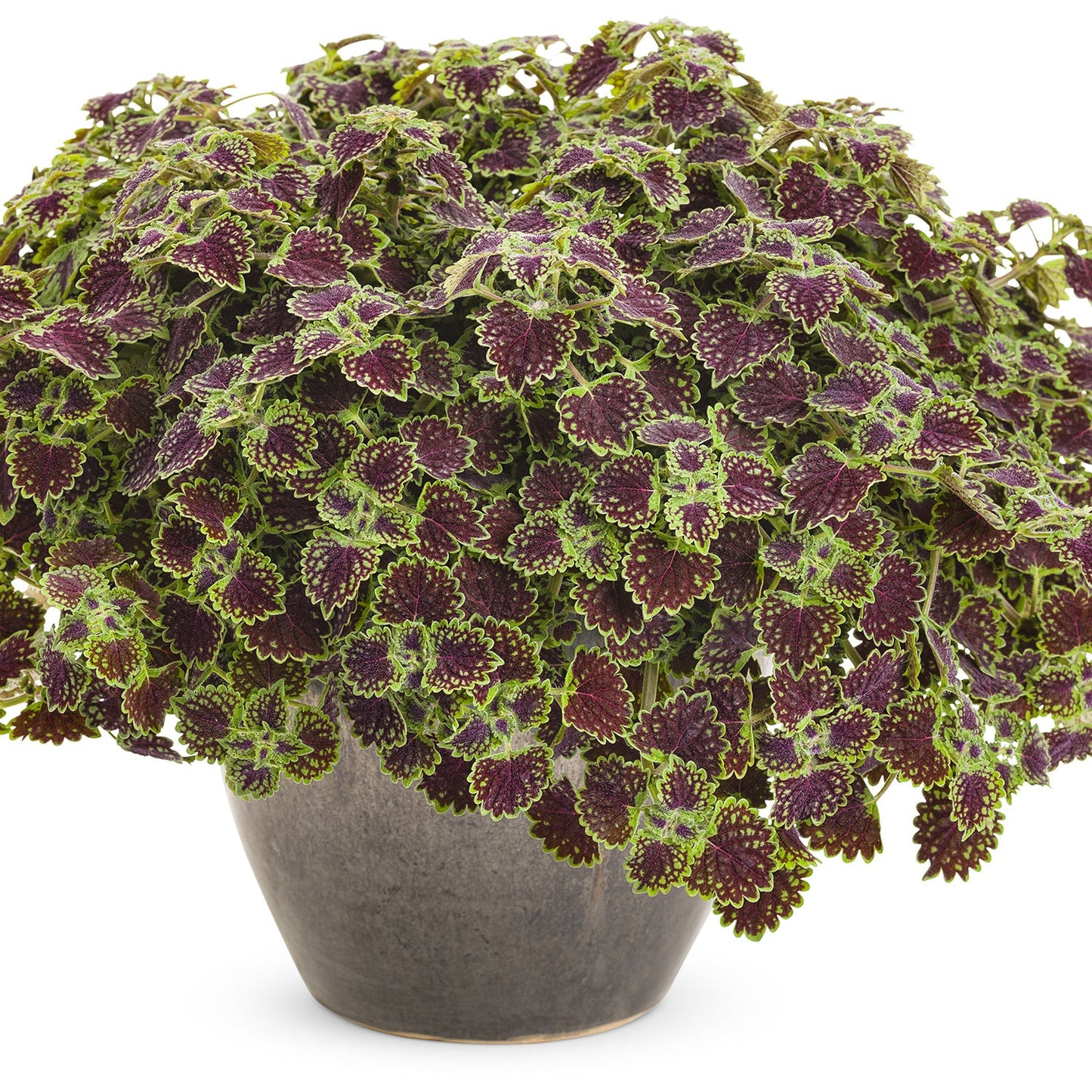 A Colorblaze® Chocolate Drop Coleus with dark purple leaves edged in bright green and trailing foliage is shown in a gray pot against a white background - Photo Courtesy of Proven Winners, Inc. Decorative pot not included.