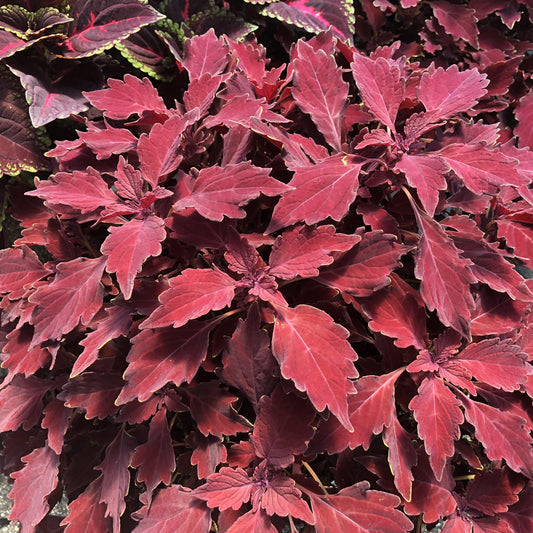 Colorblaze® Royale Cherry Brandy® Coleus - Photo Property of Garden Crossings LLC