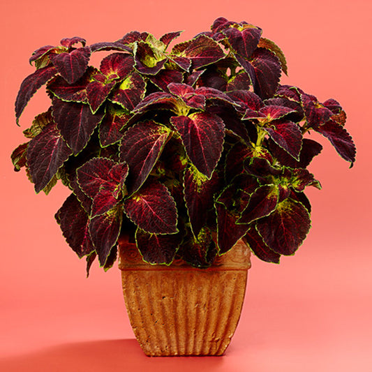 Colorblaze® Dipt In Wine Coleus - Photo Courtesy of Proven Winners, Inc.