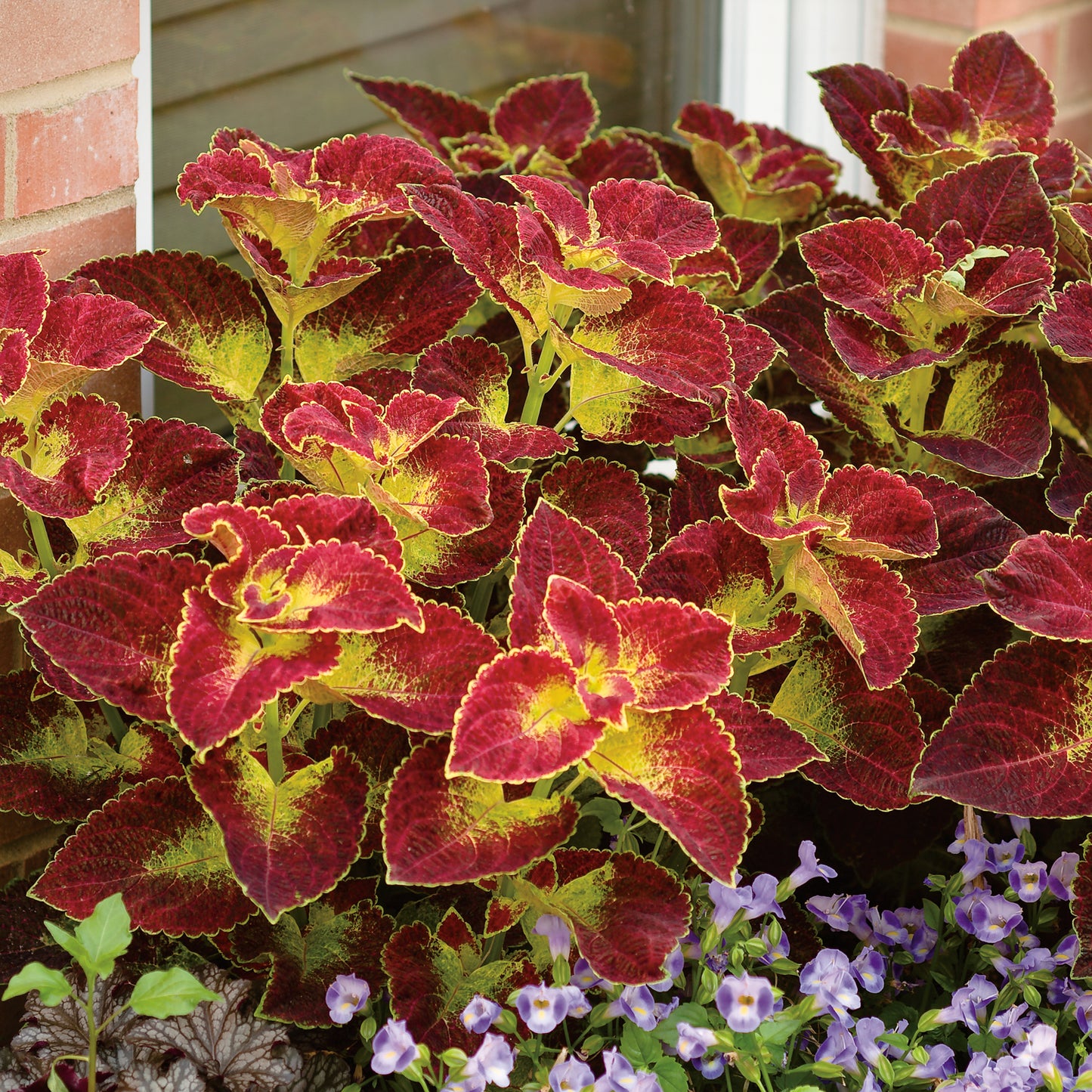 Colorblaze® Dipt In Wine Coleus - Photo Courtesy of Proven Winners, Inc.