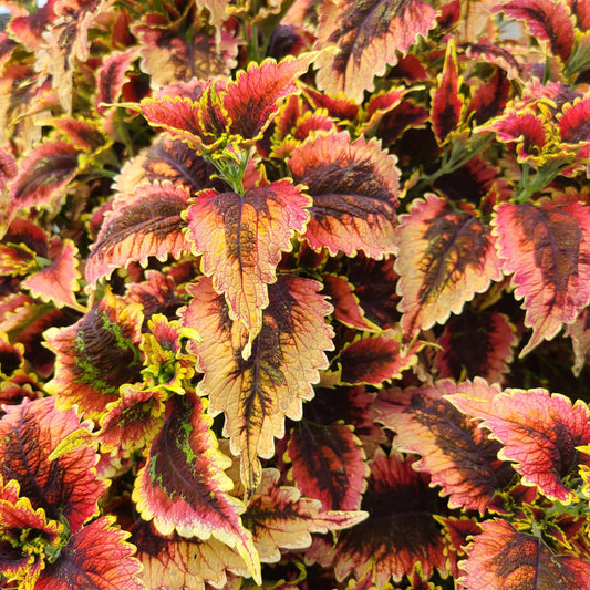 Colorblaze® El Brighto Coleus - Photo Property of Garden Crossings LLC