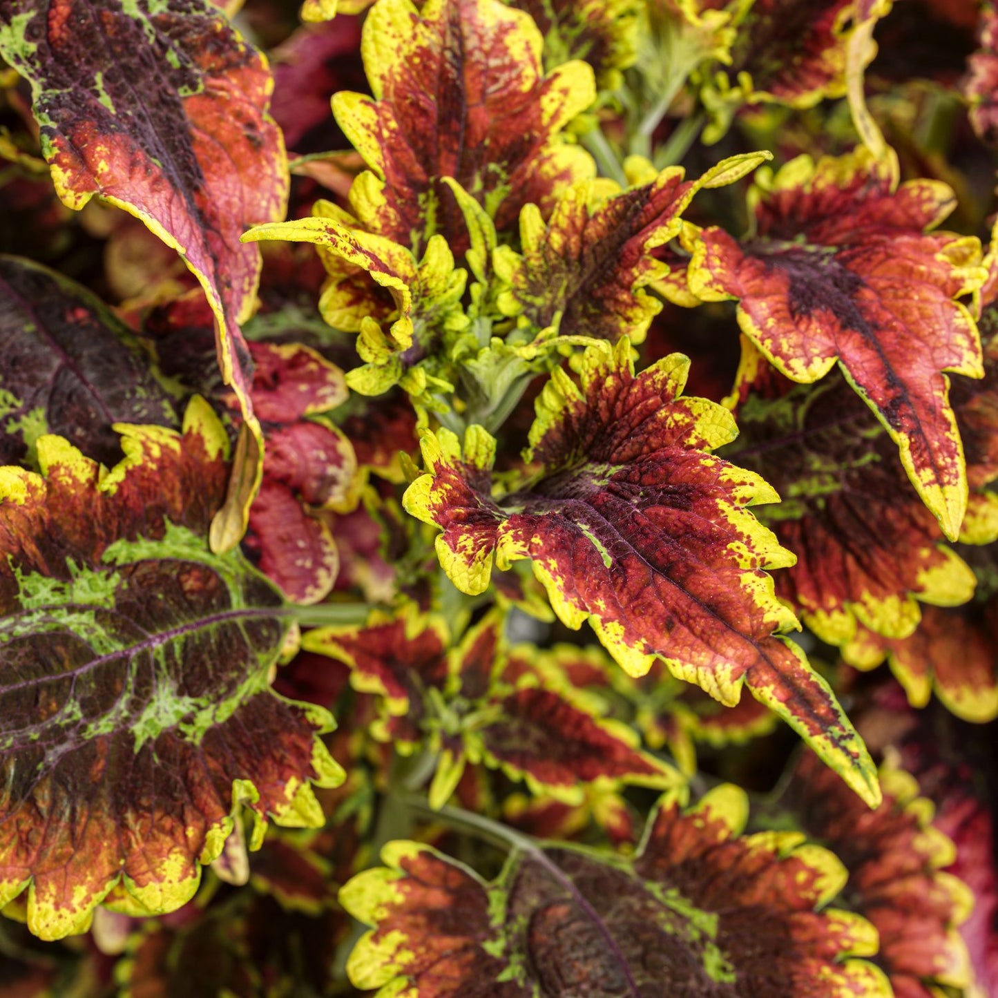Colorblaze® El Brighto Coleus - Photo Courtesy of Proven Winners, Inc.